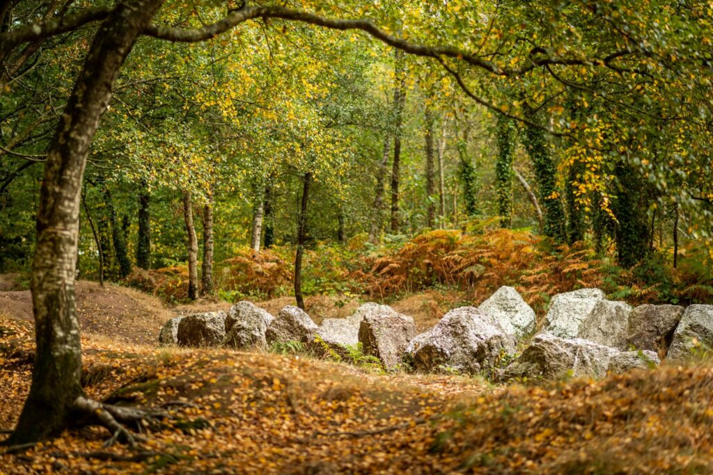DESTINATION BROCÉLIANDE
